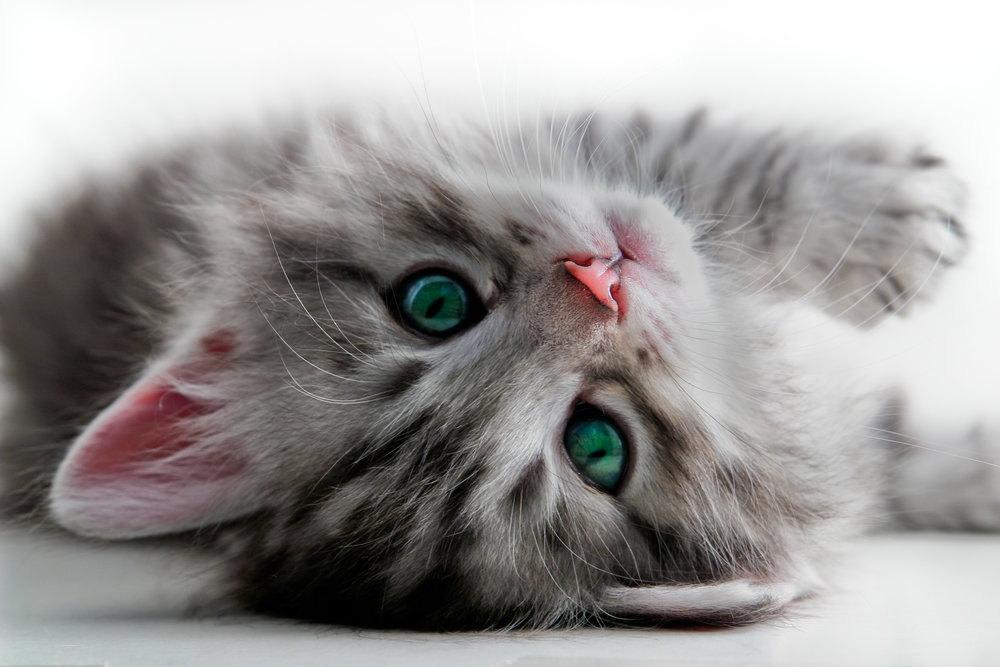 Depositphotos kitty with green eyes.jpg