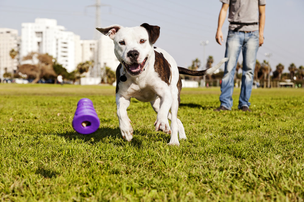 Depositphotos dog trainer pic.jpg