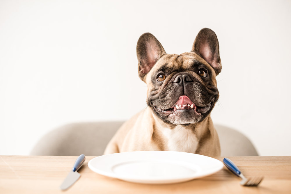 Depositphotos_Dog at the dinner table.jpg
