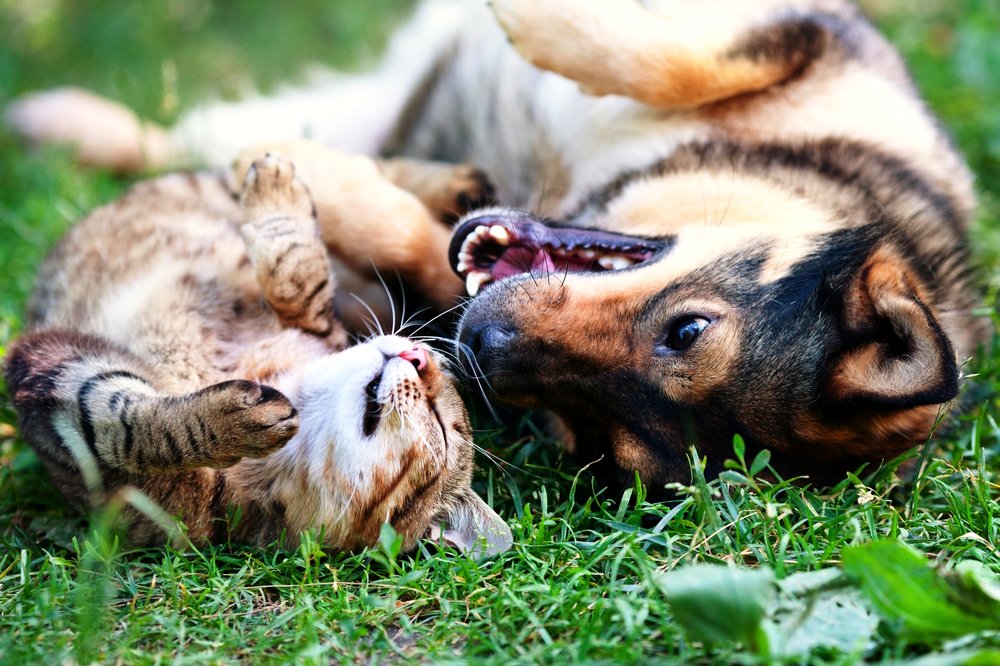 Depositphotos dog and cat playing.jpg
